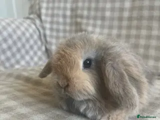 Mini Lop rabbits Gorgeous mini lops ready now - Advert 17