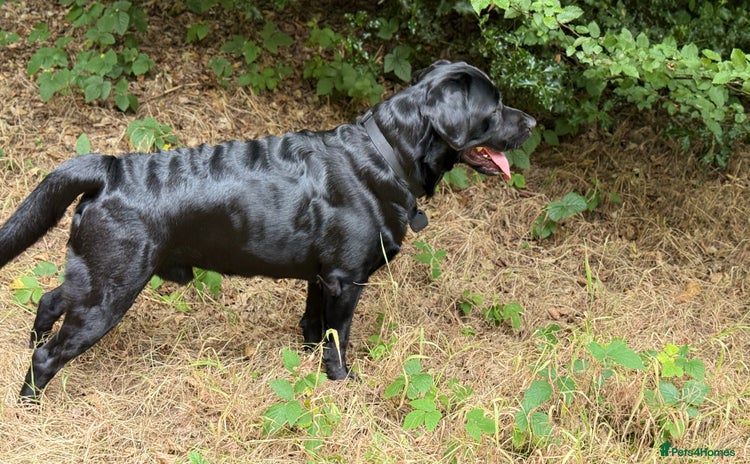 Labrador Retriever dogs - Advert 1