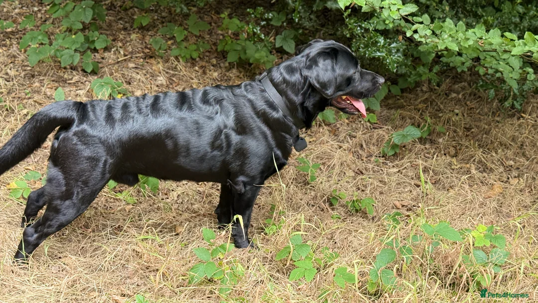 Labrador Retriever dogs for stud: Labrador black - Advert 1