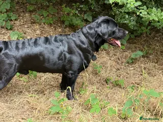 Labrador Retriever dogs Labrador black - Advert 1