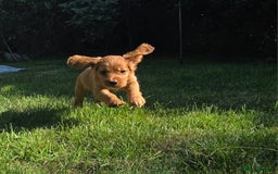Cocker Spaniel dogs for sale: Working cocker spaniel pups - Image 10