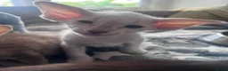Siamese cats for sale: Siamese kittens - Advert 11