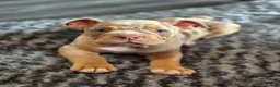 Olde English Bulldogge dogs for sale: Nebbr Female Olde english  - Advert 4