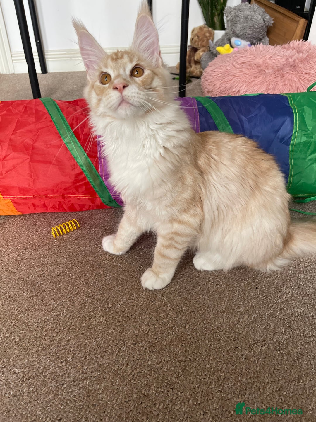Maine Coon cats for sale: GCCF registered Maine Coon kittens.  in Newton Abbot - Image 2