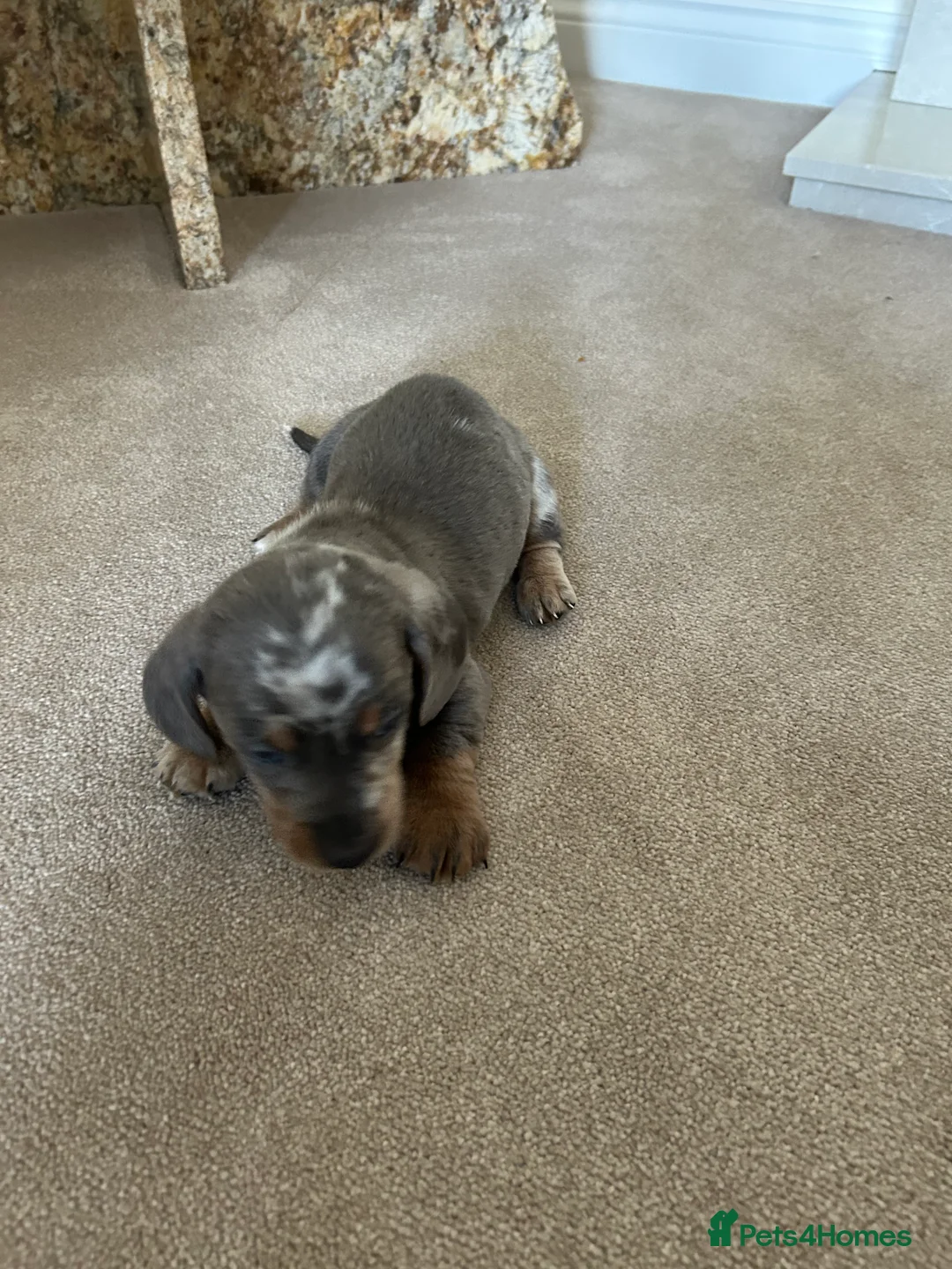 Dachshund dogs for sale: dachshund puppy’s  - Advert 7