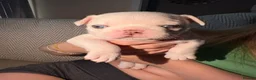 Frug dogs for sale: 🐶 Pug/French bulldog puppies 🐶 Rare markings - Advert 19