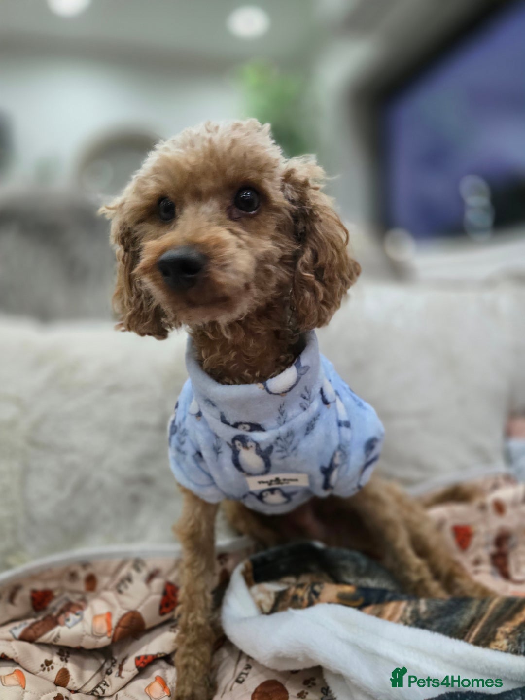 Cockapoo dogs for sale:  Toy cockerpoo health tested licensed Breeder  - Advert 19