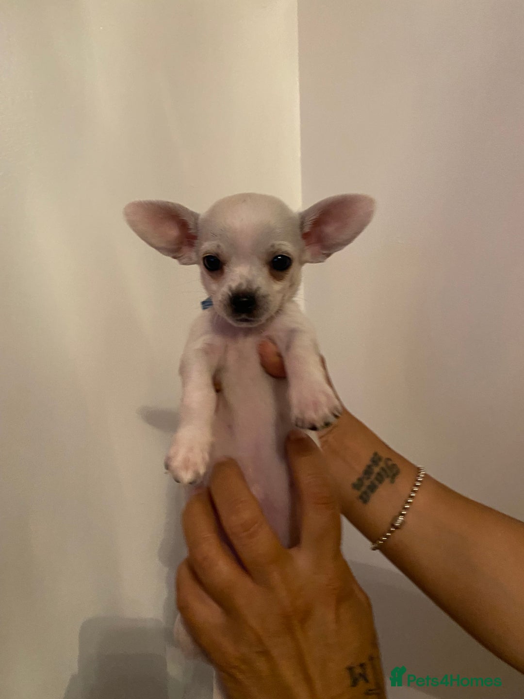 Chihuahua dogs for sale: Chihuahua puppies short coat white/sandy - Image 4