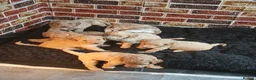 Goldendoodle dogs for sale: Goldendoodle puppies - Advert 15