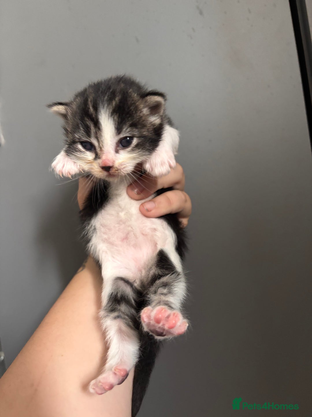 Ragdoll cats for sale: RagDoll/Tabby kittens  - Image 6