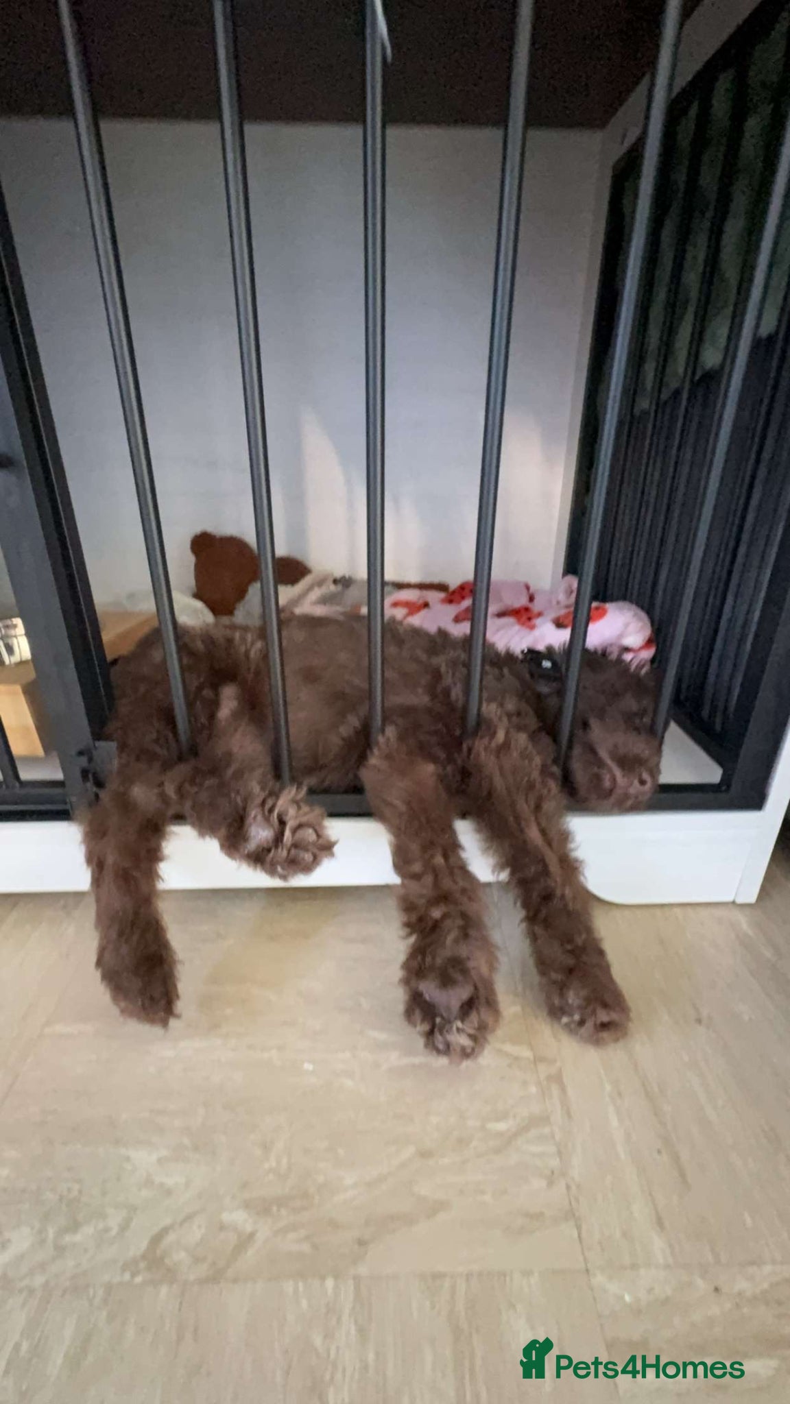 Sheprador dogs 12 week old male puppy - Advert 1