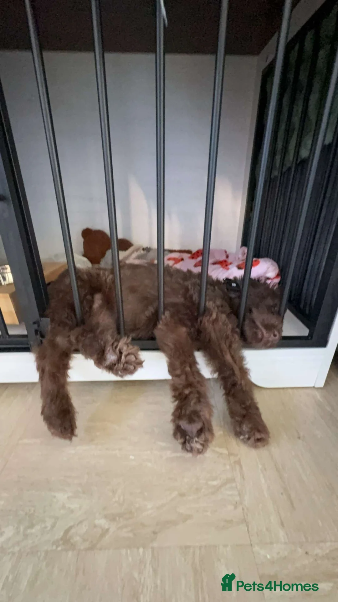 Sheprador dogs for sale: 12 week old male puppy in Leeds - Advert 1