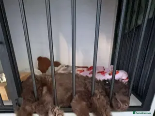 Sheprador dogs 12 week old male puppy - Advert 1