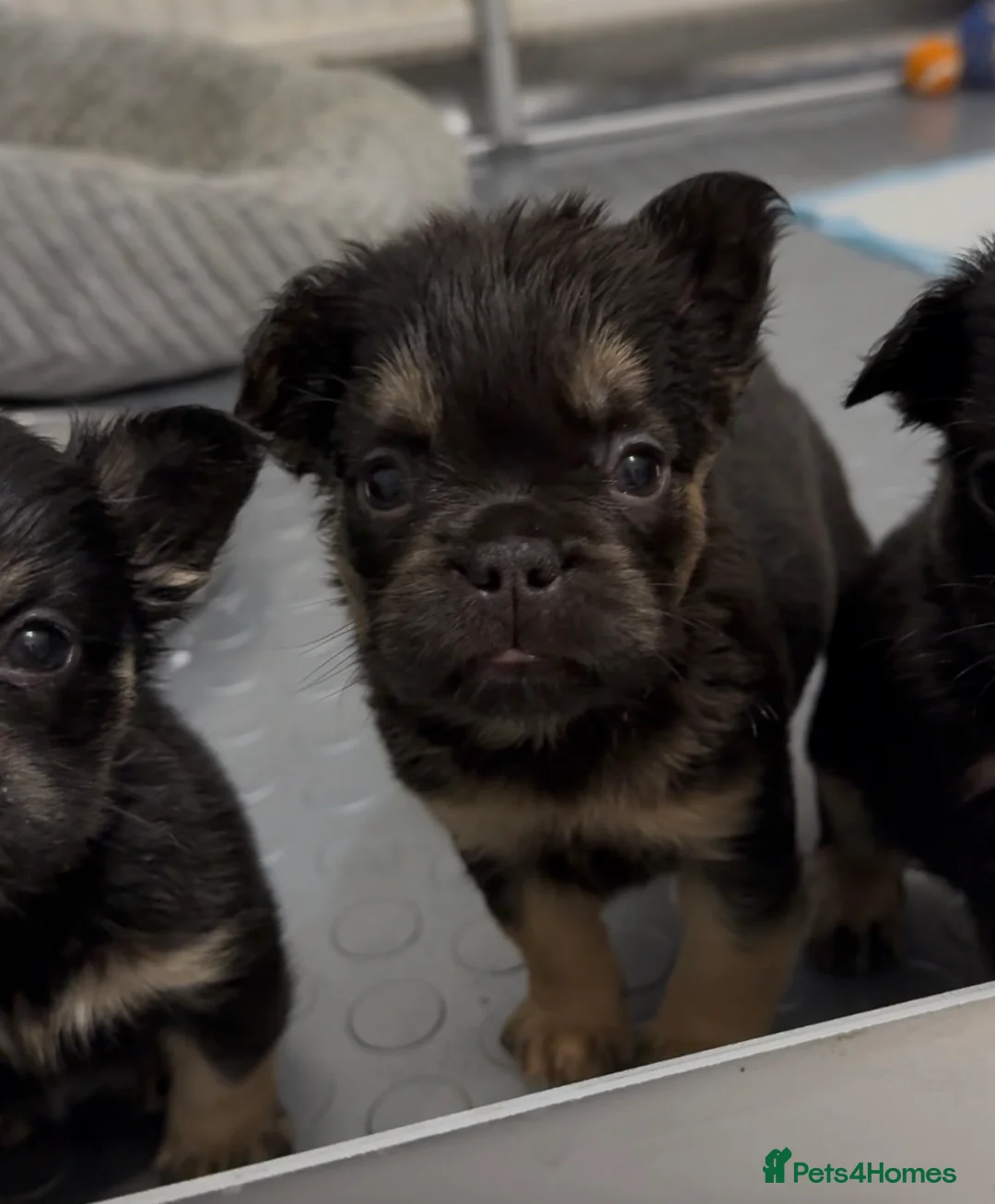 French Bulldog dogs for sale: Reduced 1 Female visual fluffy - Ready now - Advert 6