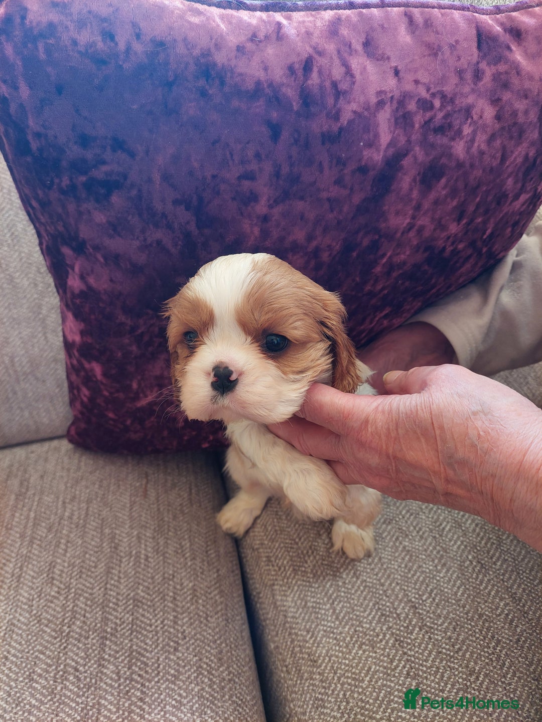 Cavalier King Charles Spaniel dogs for sale: Blenheim cavaliar puppies  - Advert 2