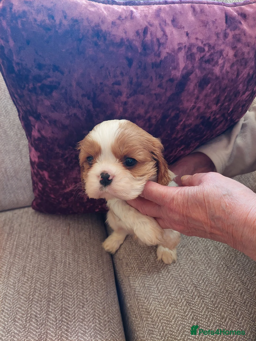 Cavalier King Charles Spaniel dogs for sale: Blenheim cavaliar puppies  - Advert 2