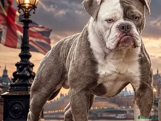 Olde English Bulldogge dogs 23 years experienced 5 star rated licensed and reg - Advert 5
