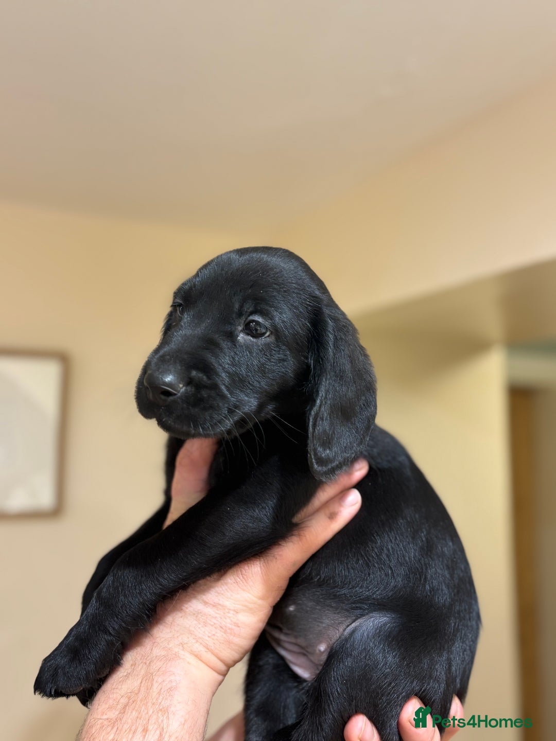 Cockerdor dogs for sale: One gorgeous sprockerdor girl from working parents - Advert 1