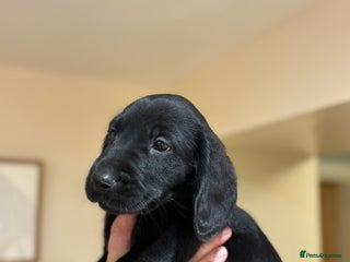 Cockerdor dogs One gorgeous sprockerdor girl from working parents - Advert 1