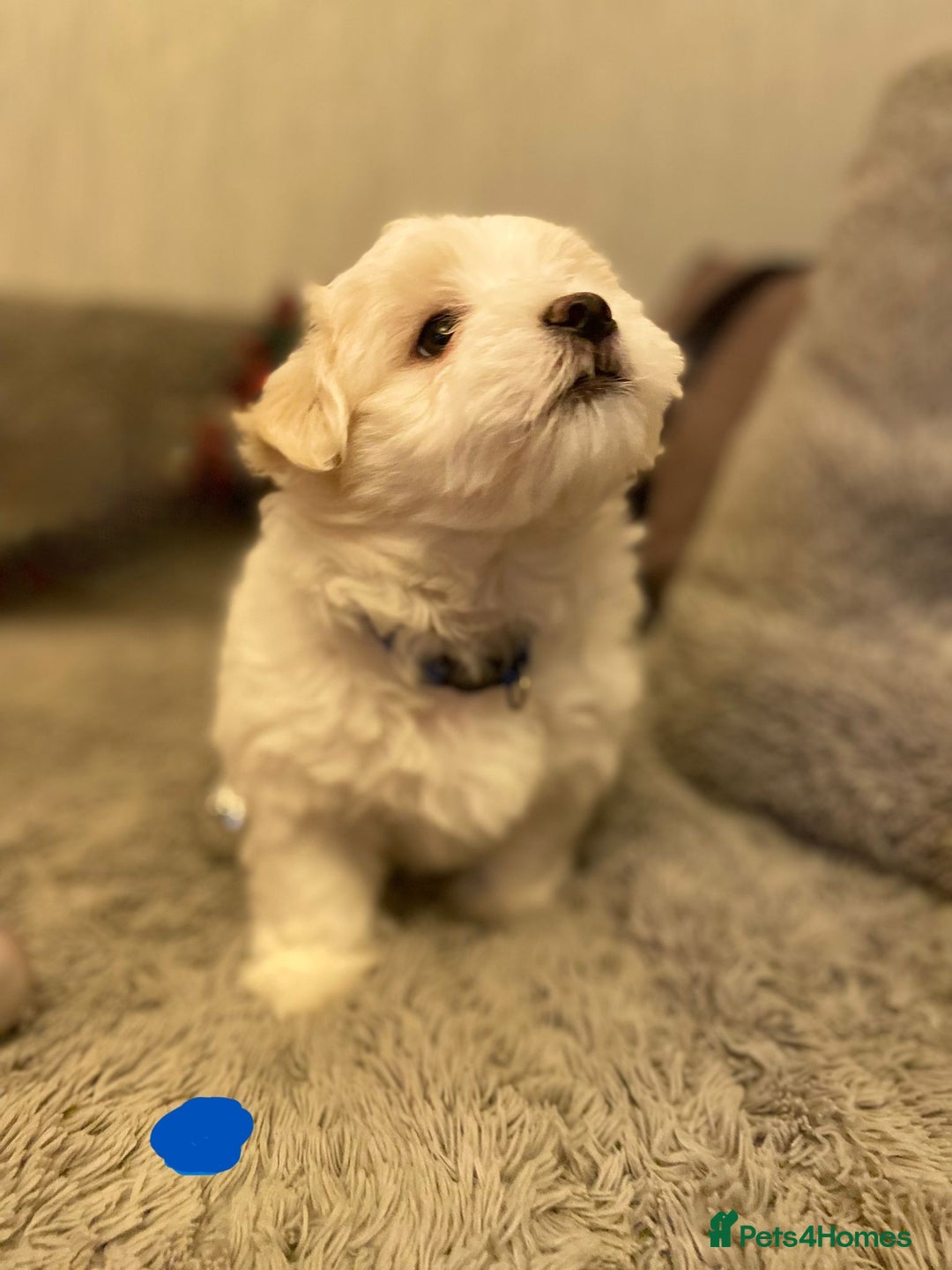 Maltese dogs for sale: Adorable Maltese Puppies Ready for Love. - Advert 5