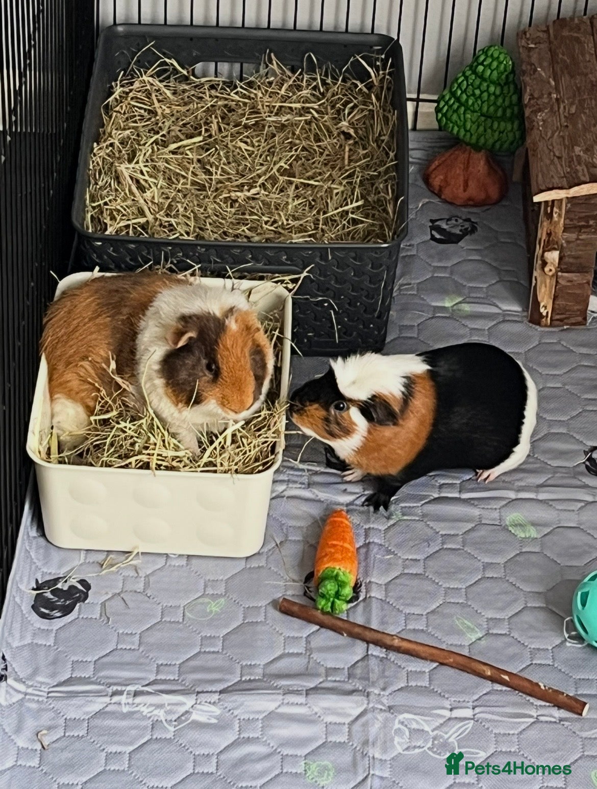 Guinea Pig rodents 2x Male Guinea Pigs, Everything Included - Advert 1