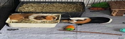 Guinea Pig rodents for sale: 2x Male Guinea Pigs, Everything Included - Advert 1