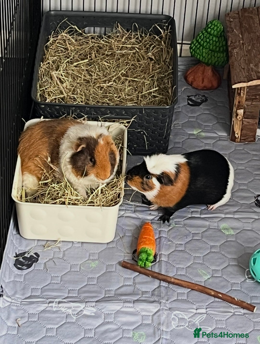 Guinea Pig rodents for sale: 2x Male Guinea Pigs, Everything Included - Advert 1