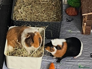 Guinea Pig rodents 2x Male Guinea Pigs, Everything Included - Advert 1
