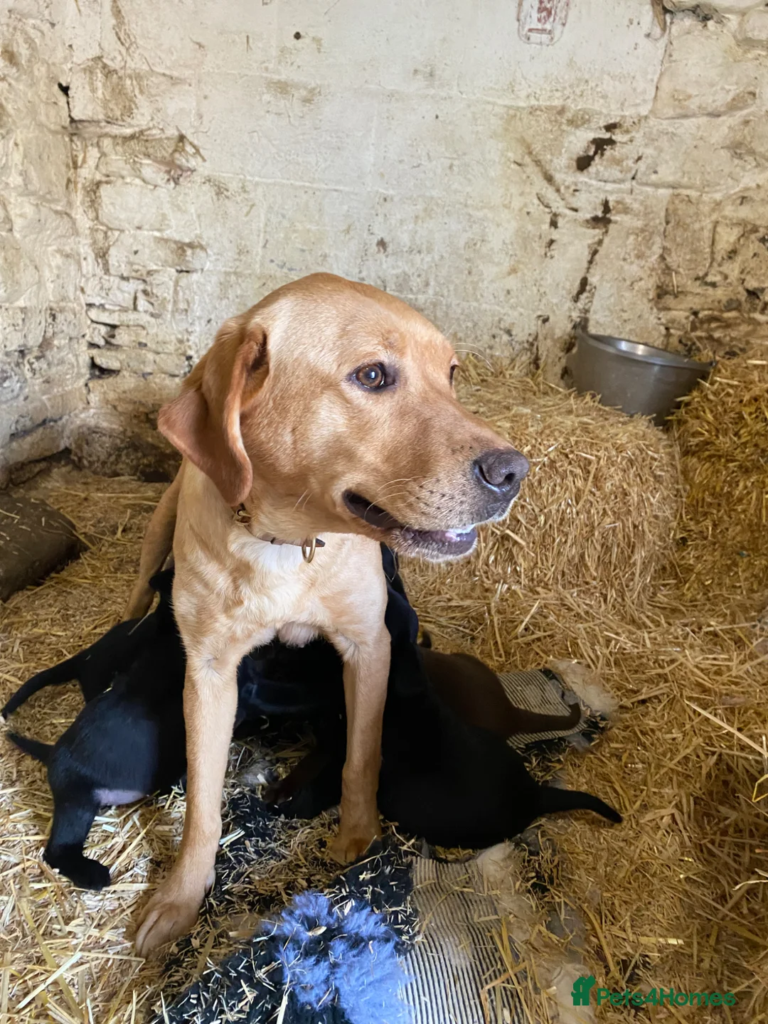 Labrador Retriever dogs for sale: Healthy KC registered Labrador puppy’s  - Advert 2