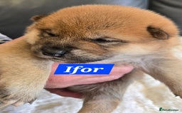 Japanese Shiba Inu dogs for sale: Gorgeous Shibas  - Image 26