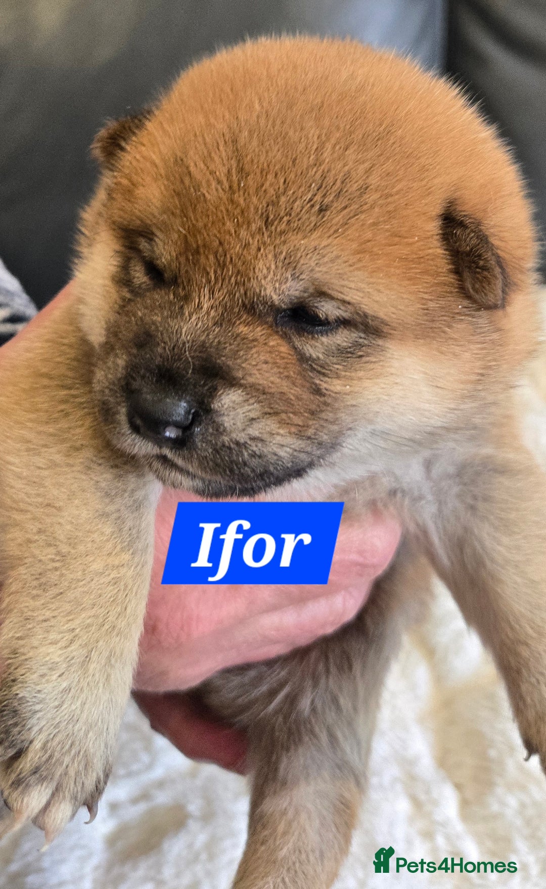 Japanese Shiba Inu dogs for sale: Gorgeous Shibas  - Image 26