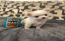 Chihuahua dogs for sale: KC Reg Champion Russian lines LONG COAT puppies - Image 3