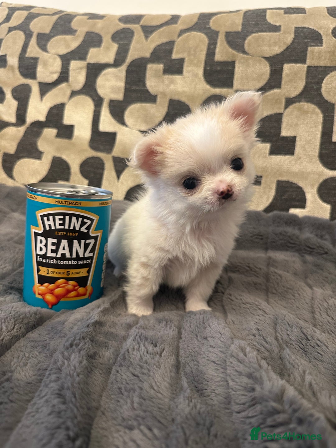 Chihuahua dogs for sale: KC Reg Champion Russian lines LONG COAT puppies - Image 3