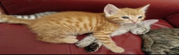 Mixed Breed cats for sale: G5 Asian Leopard Bengal X Kittens  - Advert 26