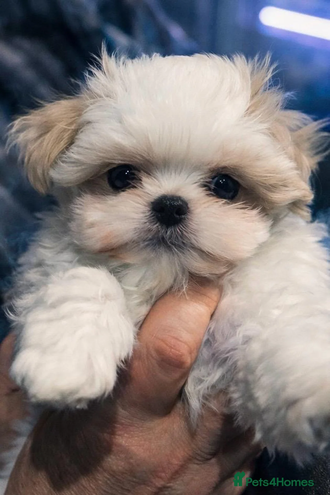 Maltese dogs for sale: Maltipoos ready now  - Advert 24