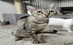 Mixed Breed cats for adoption: Tessa the tabby. Norwich Norfolk  - Image 2