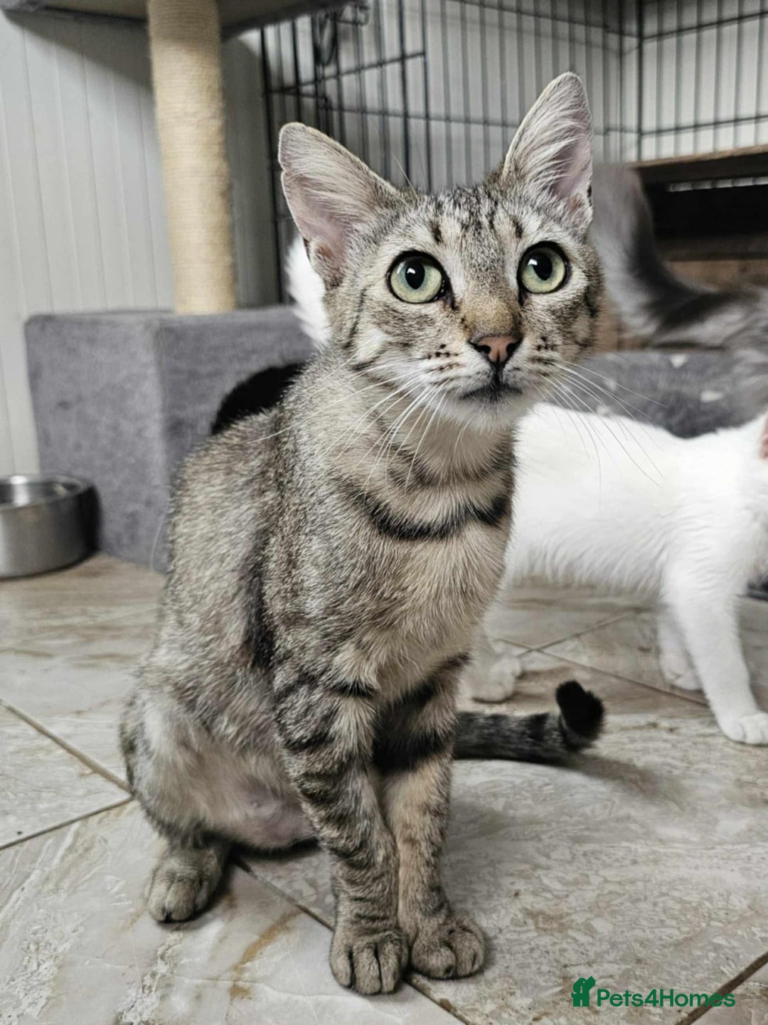 Mixed Breed cats for adoption: Tessa the tabby. Norwich Norfolk  - Image 2