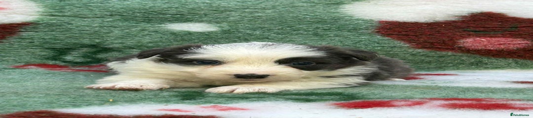 Border Collie Puppy 4