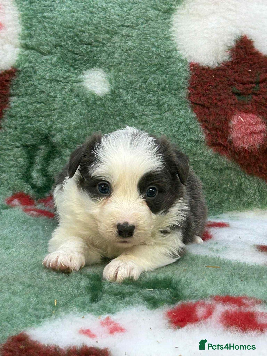 Border Collie dogs for sale: WINNING CRUFTS COMPETITORS. KC REG, HEALTH TESTED - Image 39