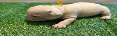 French Bulldog Yellow Girl