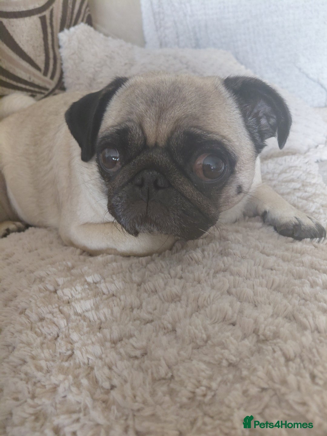 Pug dogs for sale: Loveable pug - Advert 1