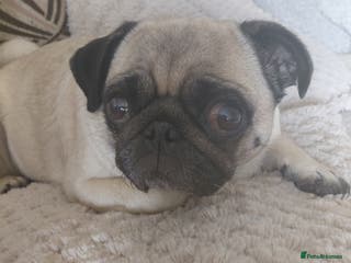 Pug dogs Loveable pug - Advert 7