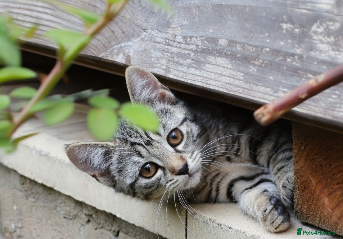 Mixed Breed cats Little darlings looking for loving homes - Advert 13