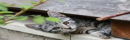 Mixed Breed cats for sale: Little darlings looking for loving homes - Advert 3