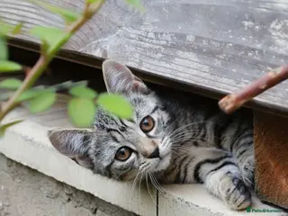 Mixed Breed cats Little darlings looking for loving homes - Advert 13