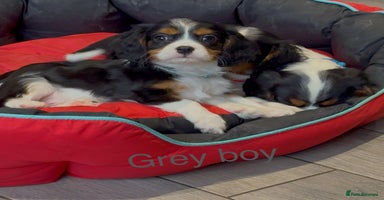 Cavalier King Charles Spaniel dogs - Advert 6