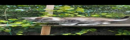 Maine Coon cats for sale: Mainecoon kittens 10 weeks old ready to leave in Doncaster - Advert 4