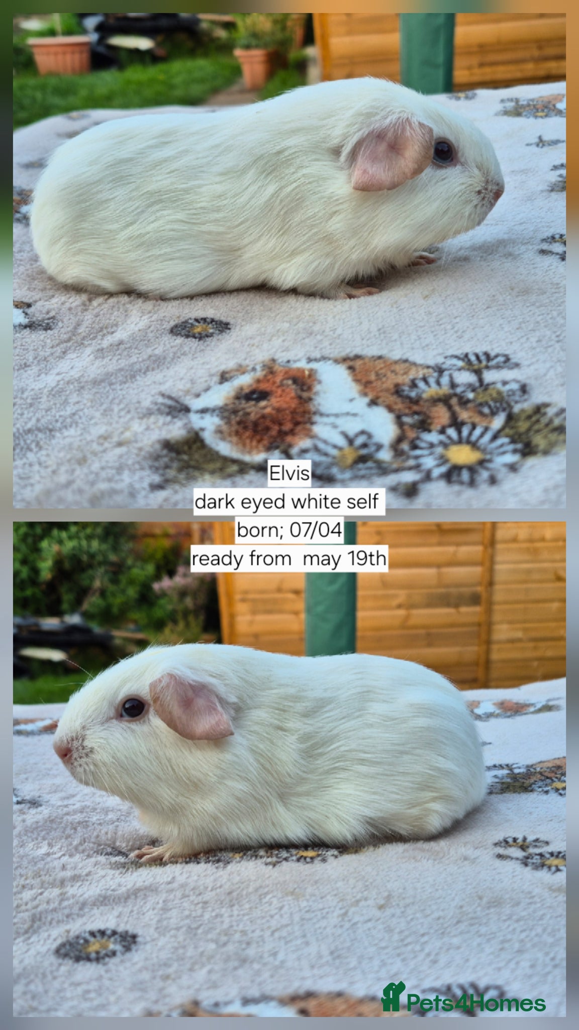 Guinea Pig rodents for sale: Stunning californian, swiss and self boars 👀 - Advert 1