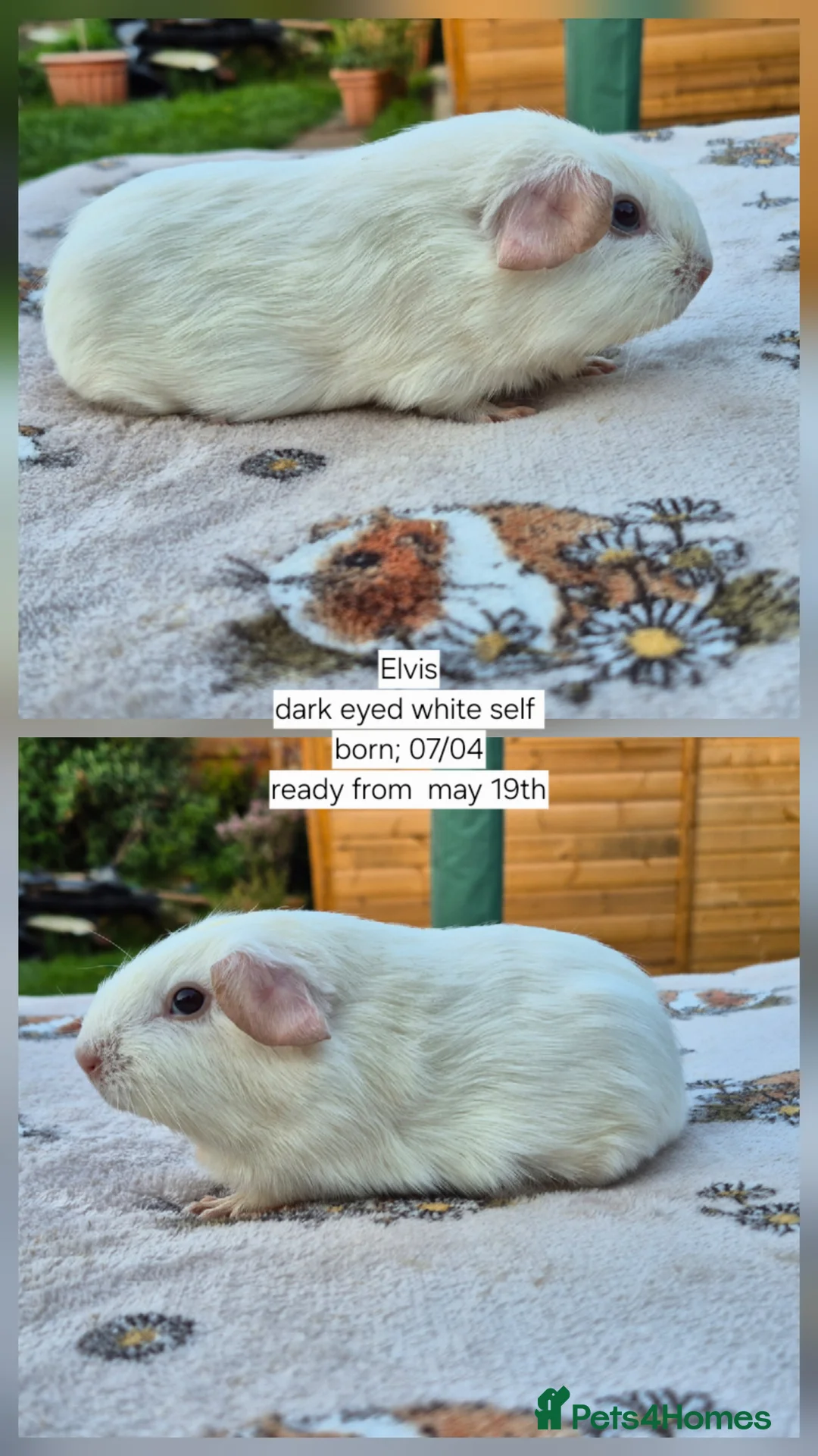 Guinea Pig rodents for sale: Stunning californian, swiss and self boars 👀 - Advert 1
