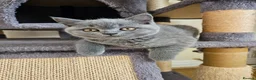 British Shorthair cats for sale: Champion lines British Shorthair kittens  - Advert 7